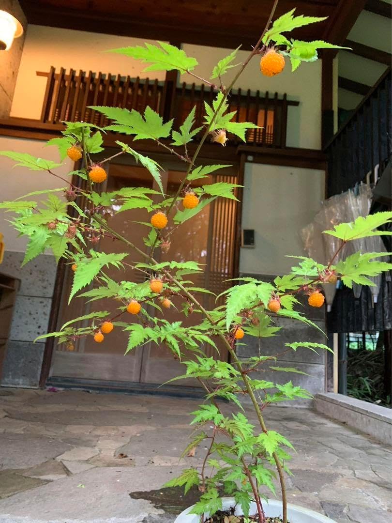 まさに希少 2010年FAカップ決勝 ポーツマス・フラッグ 未使用品 希少